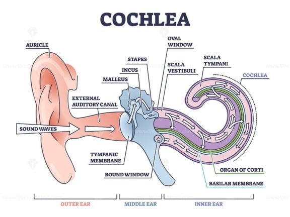 Cochlea outline