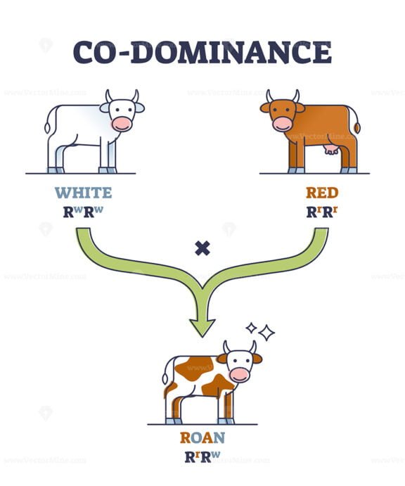 Codominance outline diagram