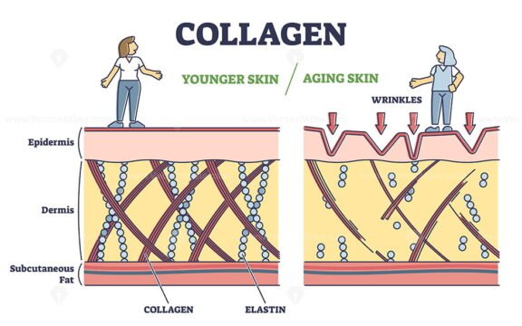 Collagen outline