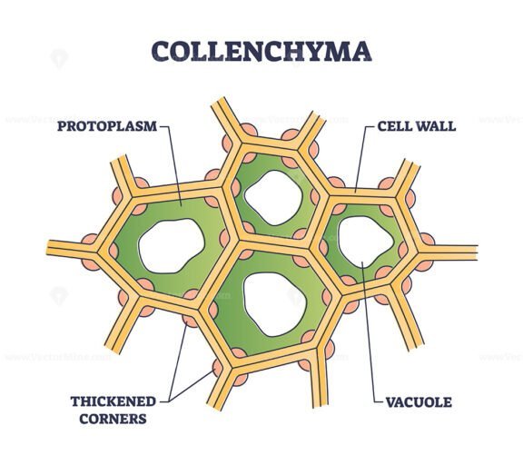 Collenchyma outline diagram