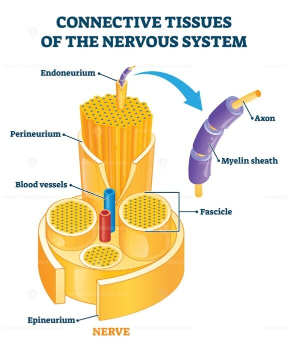 Connective tissues of the nervous system