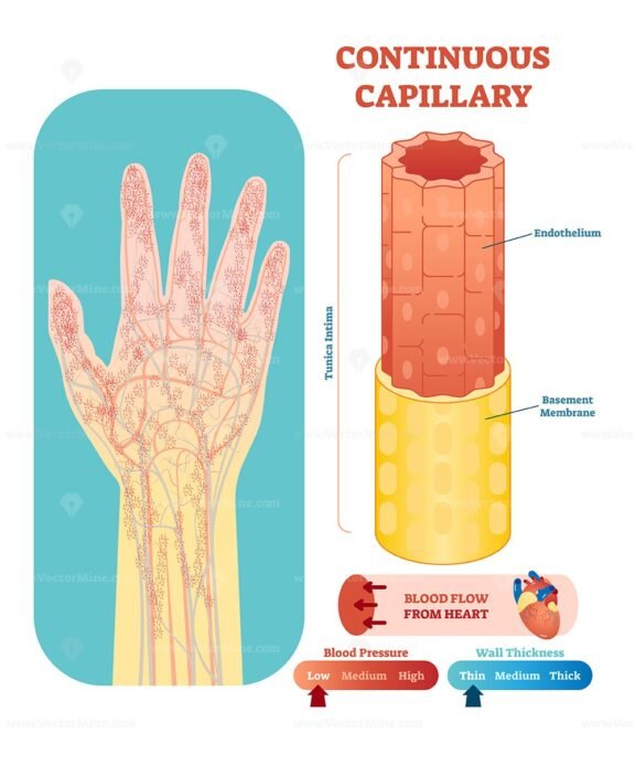 Continuous Capillary