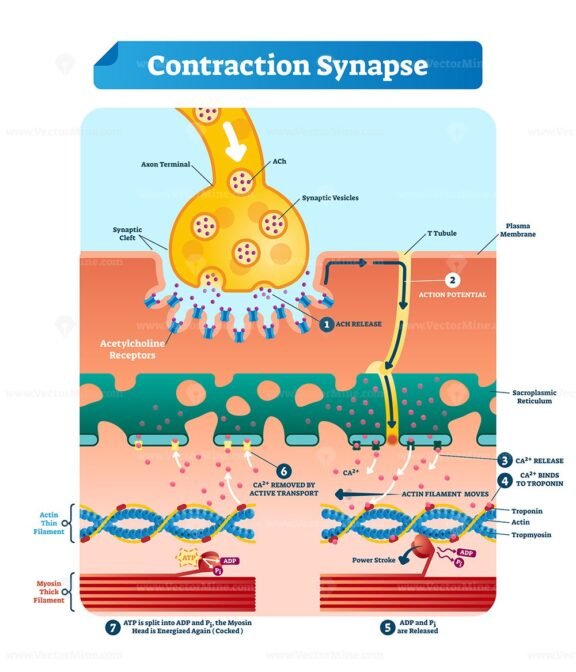Contraction Synapse