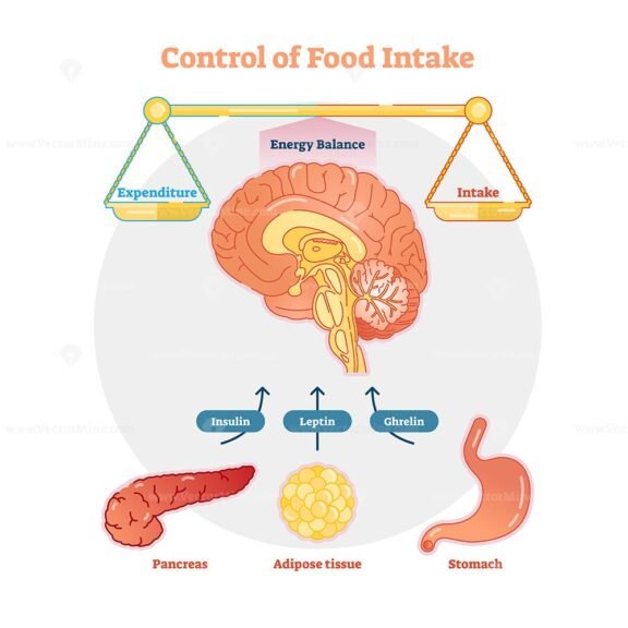 Control of food intake