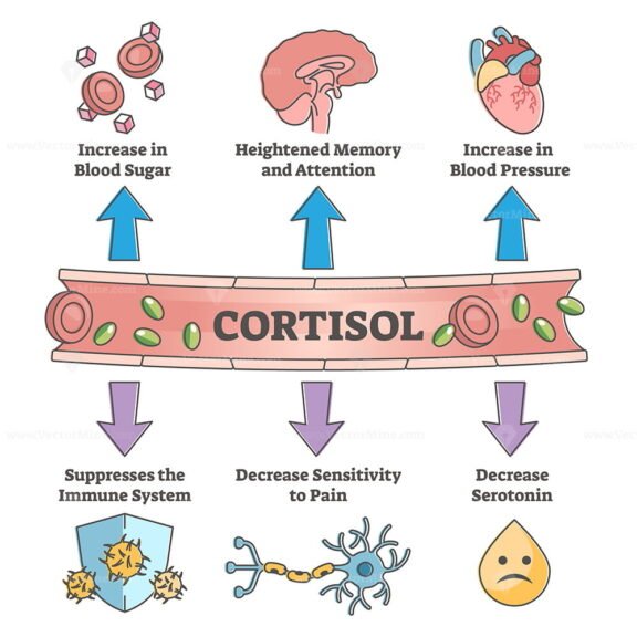 Cortisol Outline