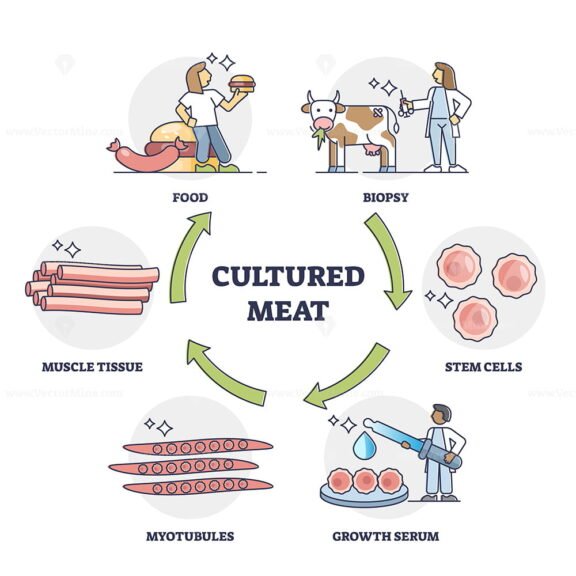 Cultured Meat outline diagram