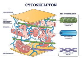 Cytoskeleton outline diagram