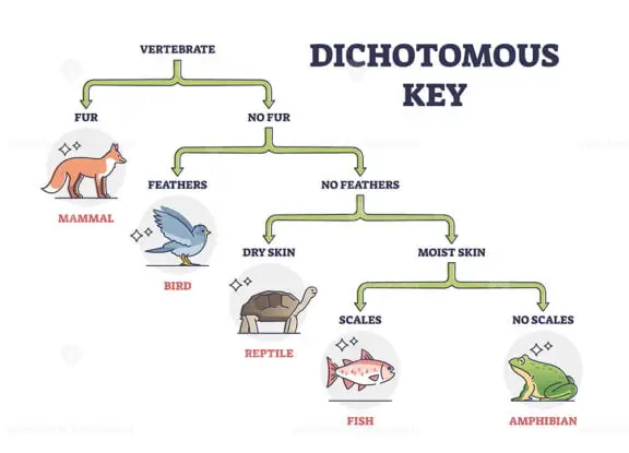 Dichotomous Key outline diagram