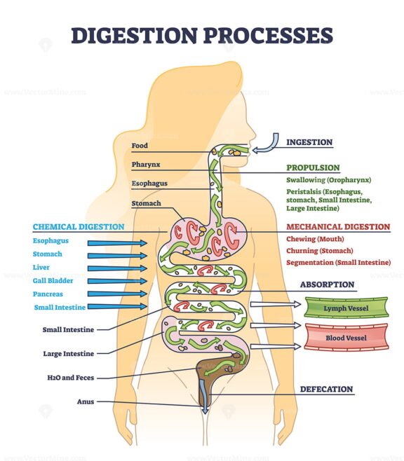 Digestion Processes outline
