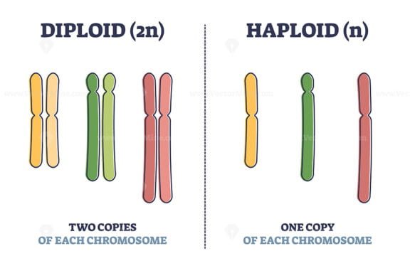 Diploid VS Haploid outline diagram