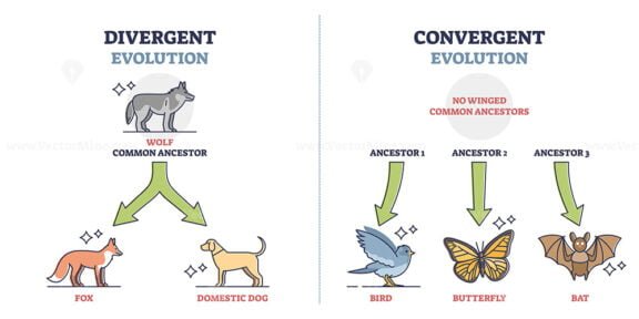 Divergent vs Convergent Evolution outline diagram