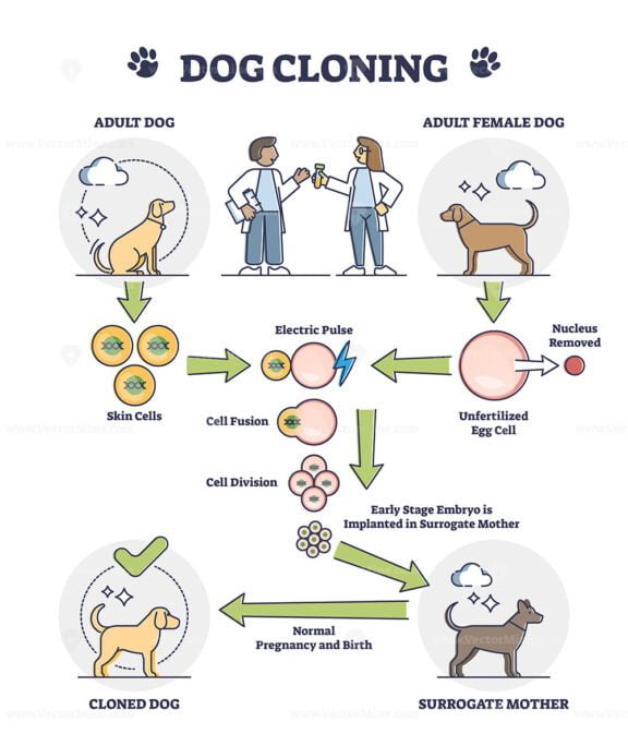 Dog Cloning outline diagram