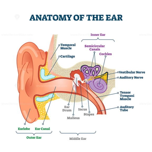 EarAnatomy