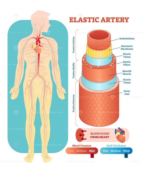 Elastic Artery