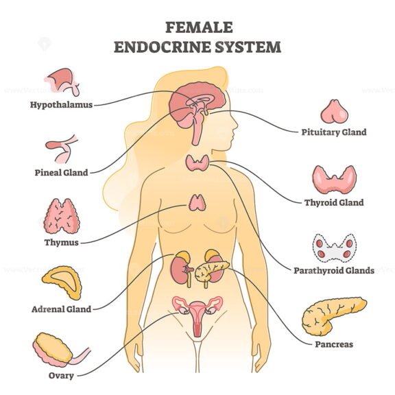 Endocrine System Female Outline