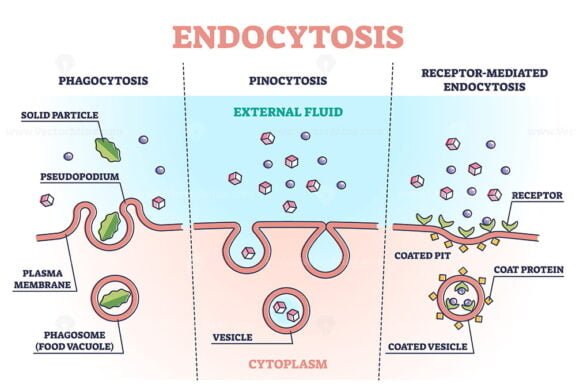 Endocytosis Outline