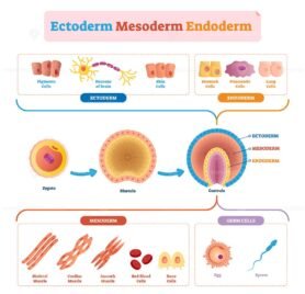 Endoderm