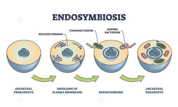 Endosymbiosis outline diagram