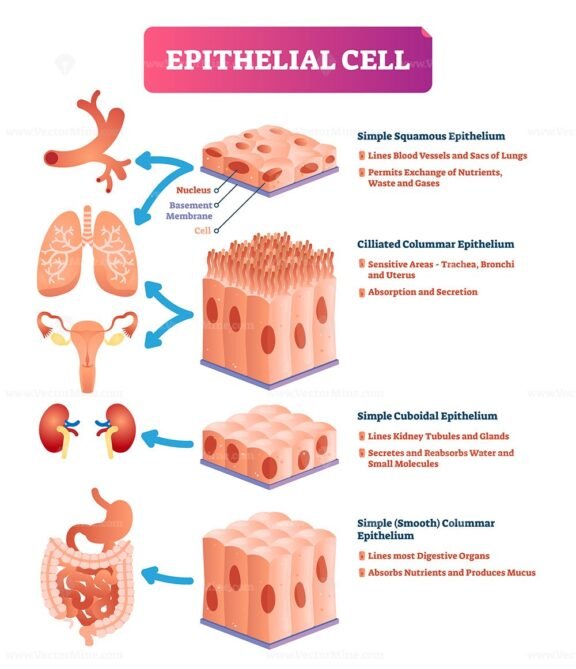 Epithelial Cells