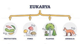 Eukaryotes outline diagram
