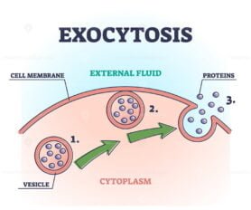 Exocytosis outline