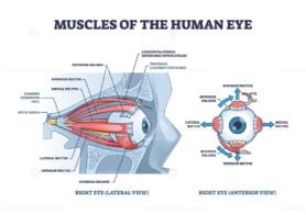 Eye Muscles outline diagram 1