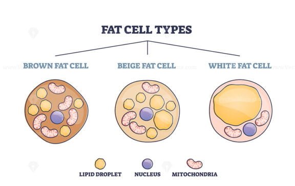 Fat Cell Types outline diagram