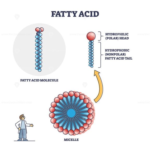 Fatty Acid outline diagram
