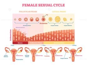 Female Sexual Cycle