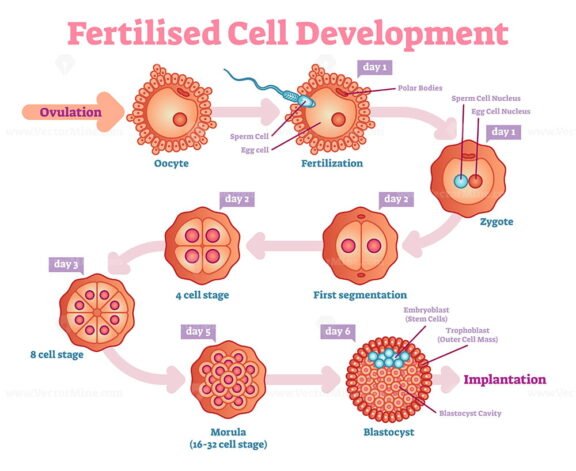 Fertilised Cell Development