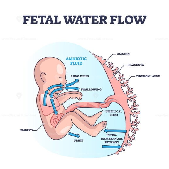 Fetal Water Flow outline