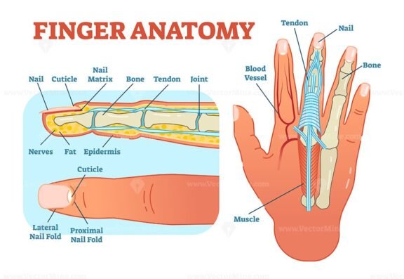 Finger Anatomy