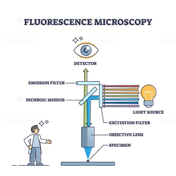 Fluorescence Microscopy outline diagram