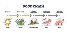 Food Chain 2 ouline