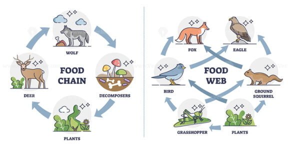 Food Chain VS Food Web ouline diagram