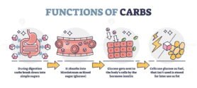 Functions of Carbs outline