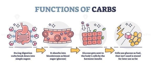 Functions of Carbs outline