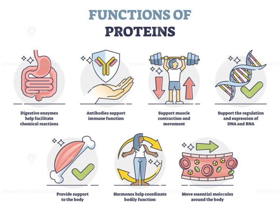 Functions of Proteins outline