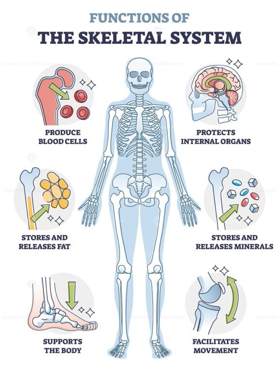 Functions of the Skeletal System outline