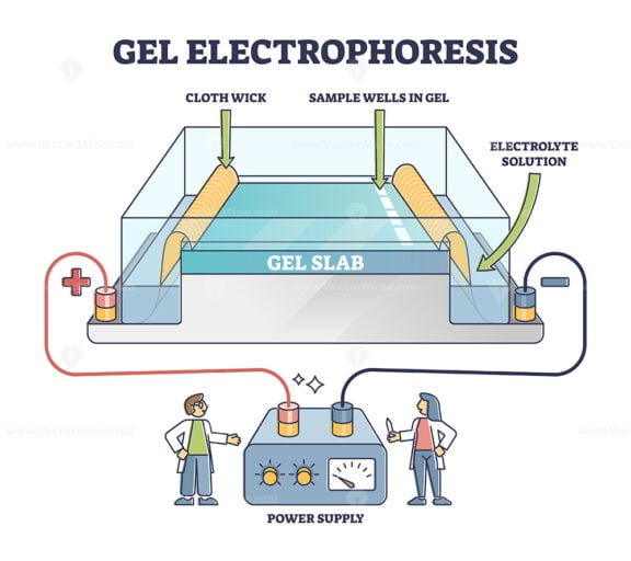 Gel electrophoresis outline diagram