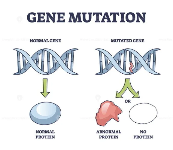 Gene Mutation outline