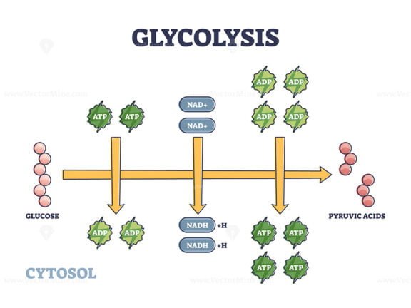 Glycolysis outline diagram