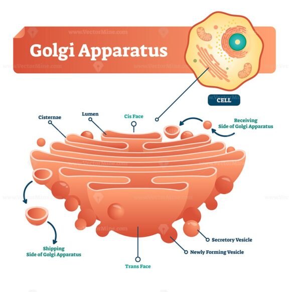 Golgi