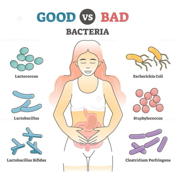 Good vs Bad Bacteria outline