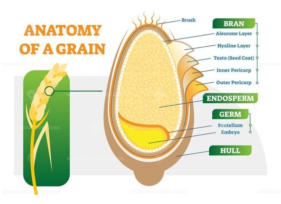 Grain Anatomy