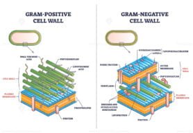 Gram Positive VS Gram Negative Cell Walls outline diagram