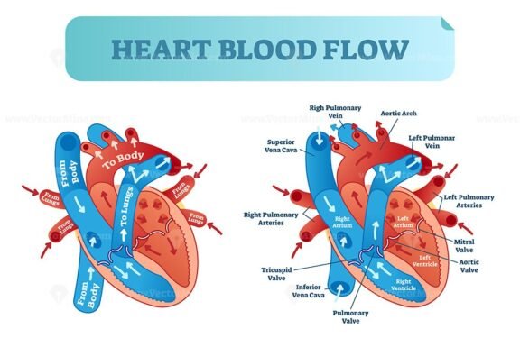 Heart Blood Flow