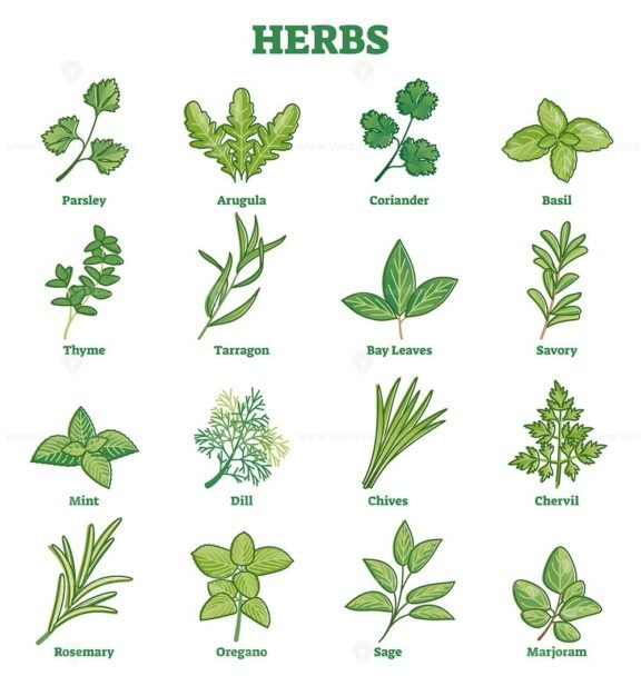 Herbs Outline