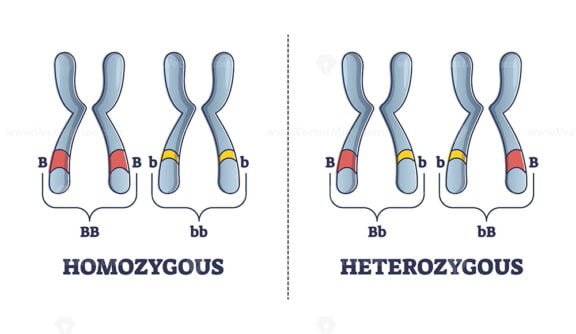Heterozygous vs Homozygous outline diagram
