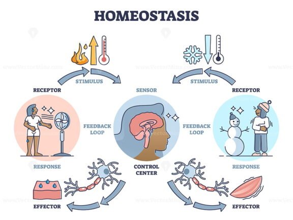 Homeostasis outline